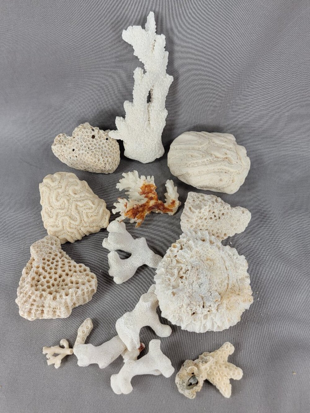 Vtg Natural Sea Coral Mixed Lot Dried Branch Cluster Brain Nautical Decor - Picture 6 of 7
